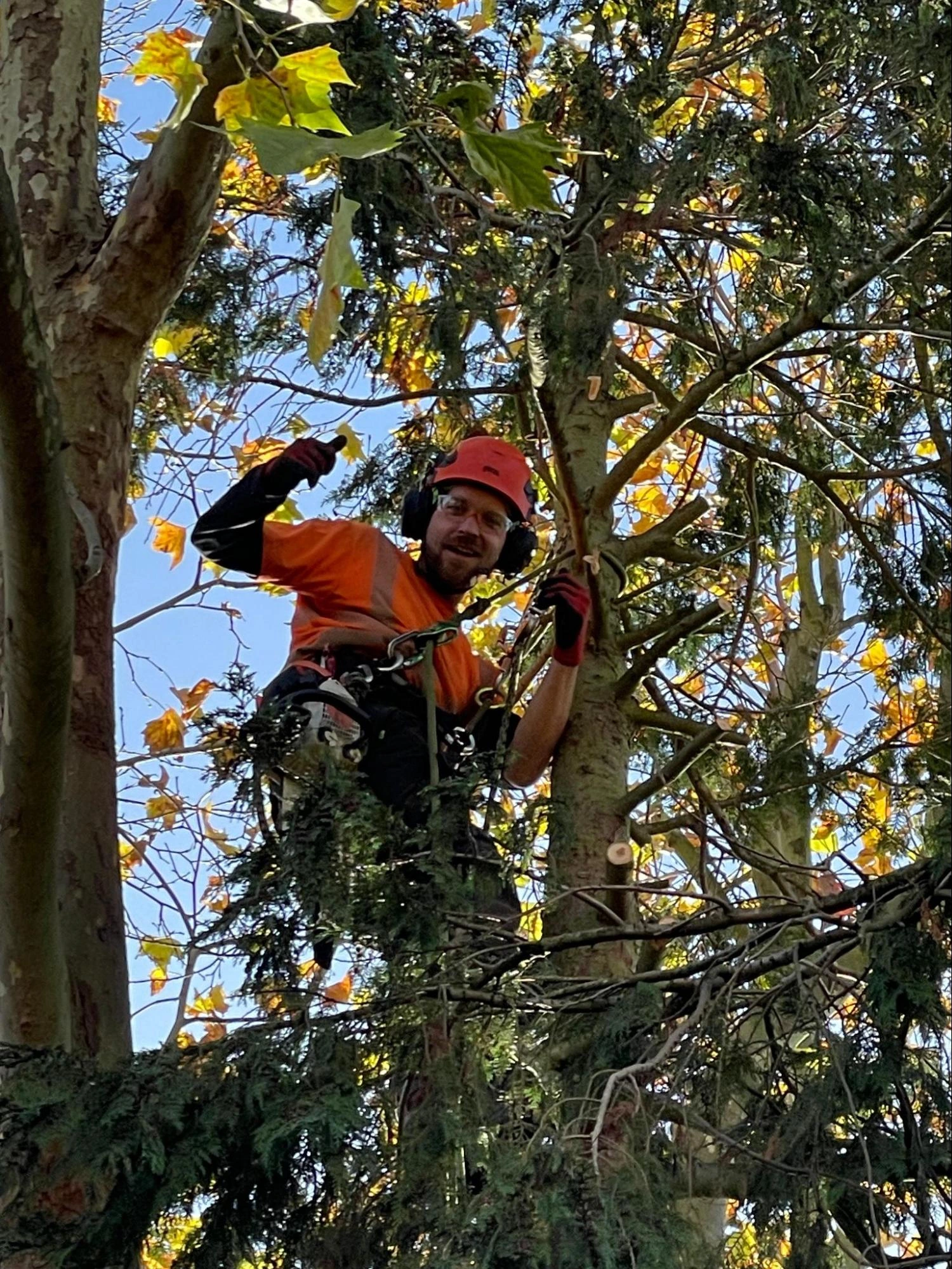 Stansted Mountfitchet Tree Care Experts
